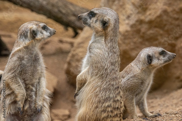 Obraz The meerkat stands on its hind legs. The meerkat sitting. Cute animal in nature. Small animal in the wild nature. Group of meerkats. Small mammal suricate suricata