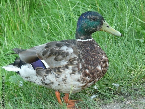 Obraz KACZKA NA ŁĄCE