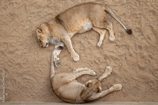 Obraz Two lions are lying. Lion and lioness on the sand. Lions on the ground. View of the lions from above. Shooting lions from above. Wild animals in nature. Wildlife animal.