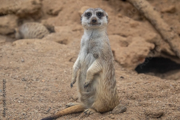 Obraz Meerkat looks at the camera. The meerkat stands on its hind legs. The meerkat sitting. Cute animal in nature. Small animal in the wild nature. Small mammal suricate suricata