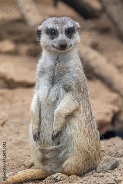 Obraz Meerkat looks at the camera. The meerkat stands on its hind legs. The meerkat sitting. Cute animal in nature. Small animal in the wild nature. Small mammal suricate suricata