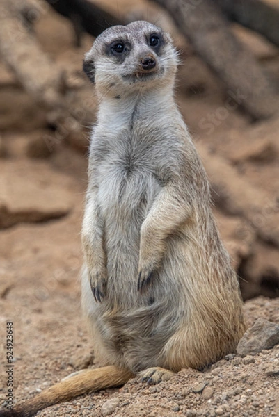 Obraz Meerkat looks at the camera. The meerkat stands on its hind legs. The meerkat sitting. Cute animal in nature. Small animal in the wild nature. Small mammal suricate suricata