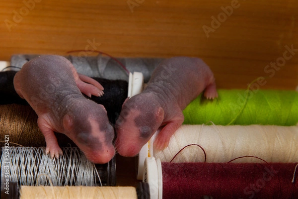 Obraz Malutkie szczurki