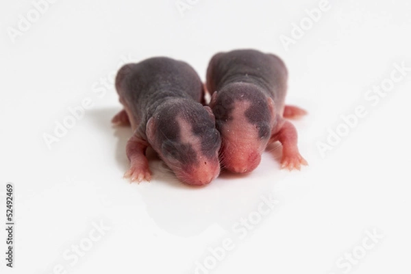 Obraz Malutkie szczurki