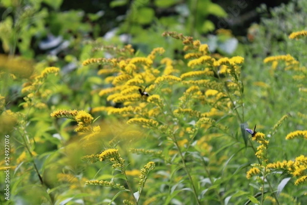 Obraz dandelions in the meadow