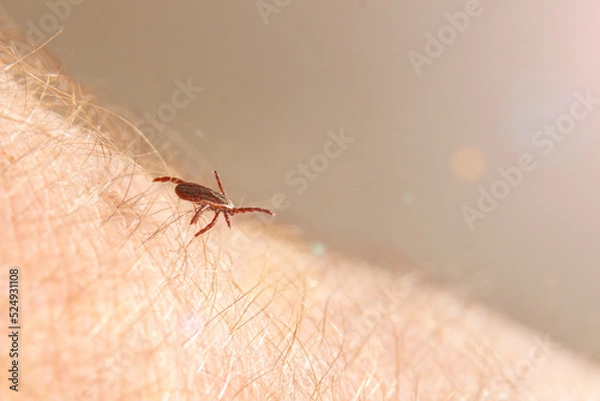 Obraz A crawling deer tick tries to bite through human skin.