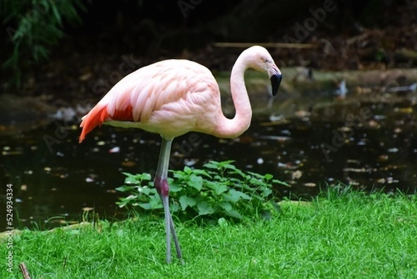 Fototapeta Le flamant rose