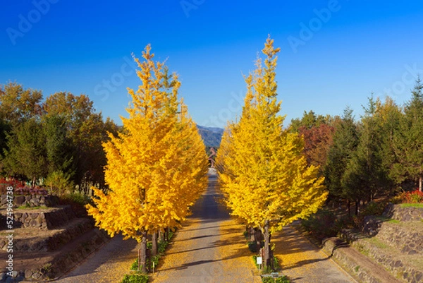 Obraz あずま総合運動公園のイチョウ並木