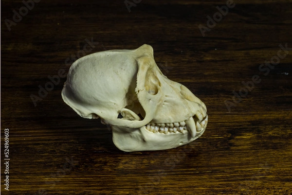 Fototapeta monkey skull