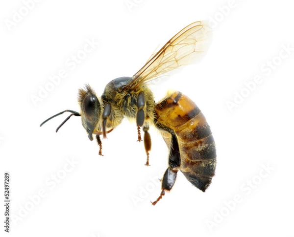 Fototapeta bee