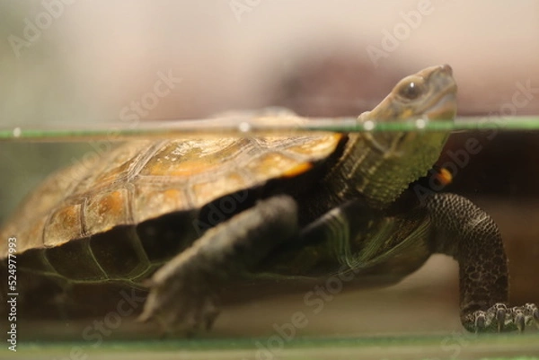 Obraz 水面に顔を出すイシガメ