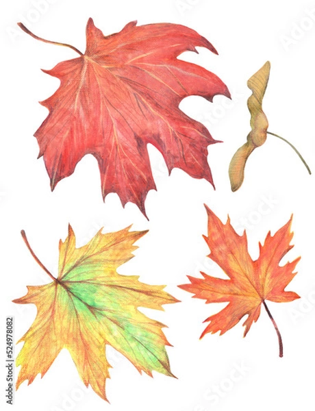 Fototapeta Colorful autumn maple leaves. Isolated image on a white background. Used yellow, green, red, burgundy colors. Drawing in gouache and watercolor.