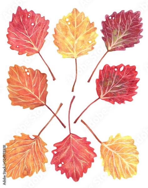 Fototapeta Colorful autumn leaves of aspen. Isolated image on a white background. Used yellow, red, burgundy colors. Drawing in gouache and watercolor.