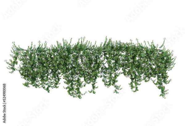 Fototapeta Ivy on a transparent background
