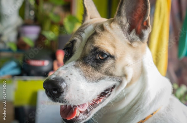 Fototapeta A picture of a dog facing the camera with a relaxed expression. and have happiness