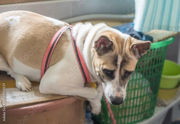 Fototapeta The dog sat on the bucket with a curious expression.