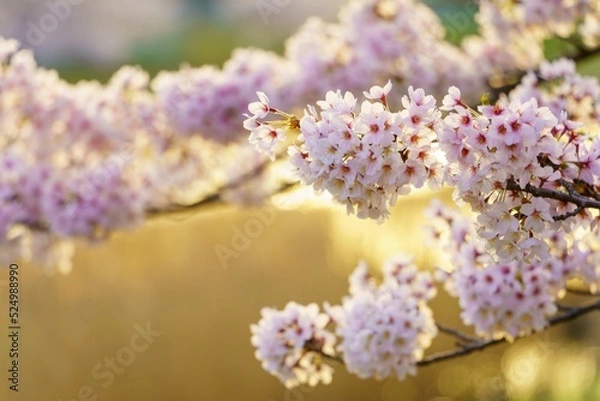 Obraz お花見