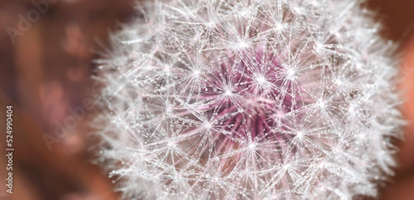 Fototapeta drops of water on a dandelion. close-up. abstraction