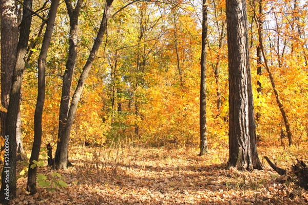Fototapeta Calm fall season. Beautiful landscape with road in autumn forest. Maples trees with yellow and orange leaves