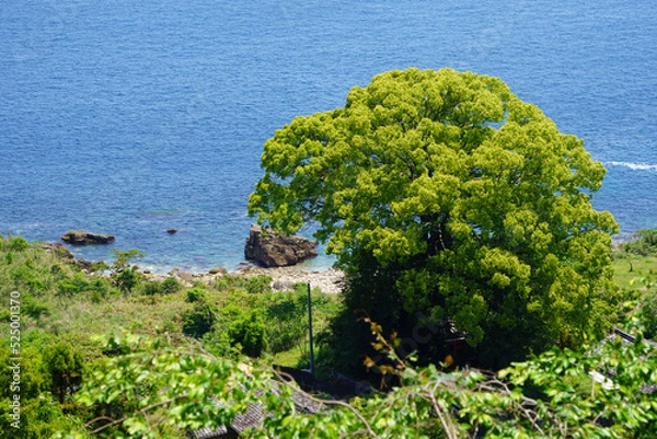 Fototapeta 世界遺産熊野古道沿いにある「徐福の宮」と海