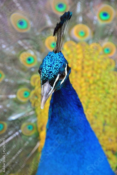 Obraz Close-up peacok