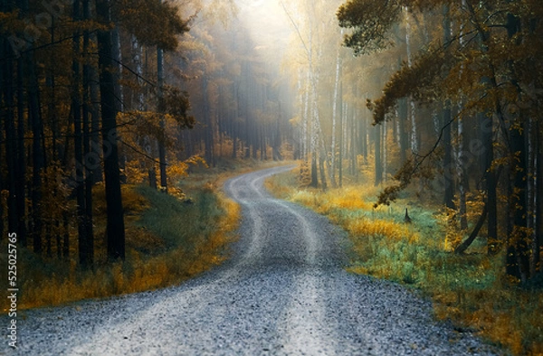 Obraz Jesienny Las z Drogą