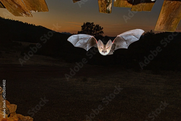 Obraz Long Eared Bat Night Hunting