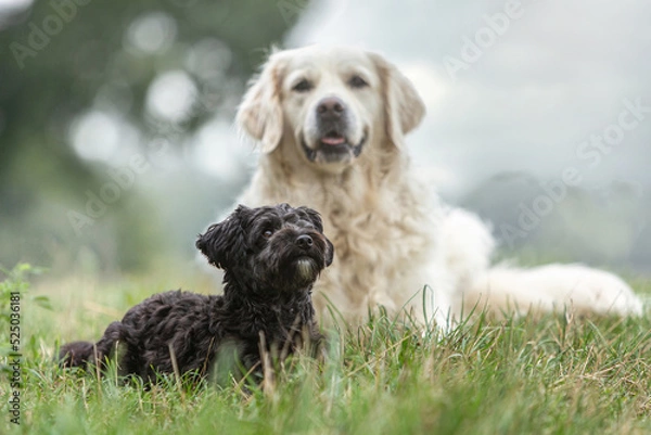 Obraz Portrait of a small yorkipoo and a golden retriever dog sitting at a meadow in summer outdoors