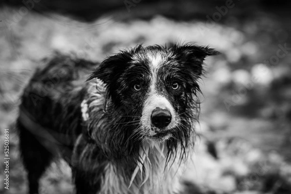 Fototapeta Border collie