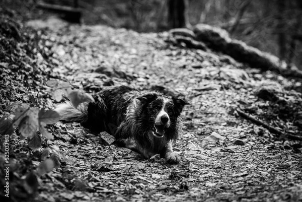 Fototapeta Border collie