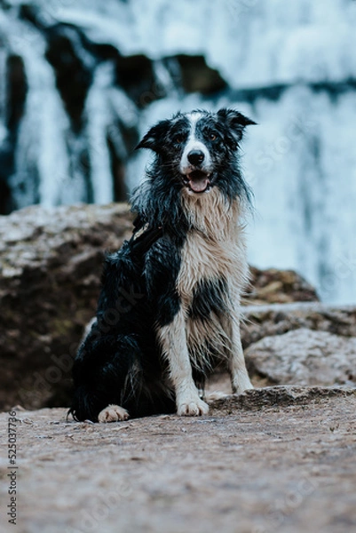 Obraz Border collie