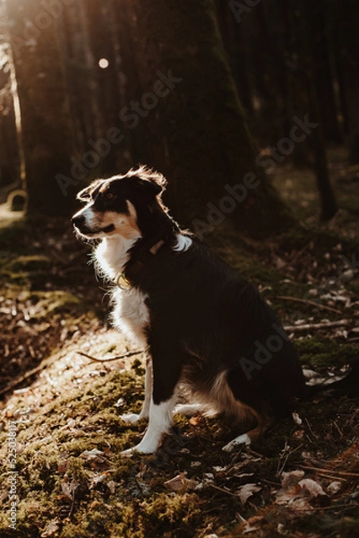 Obraz Border collie