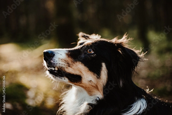 Fototapeta Border collie