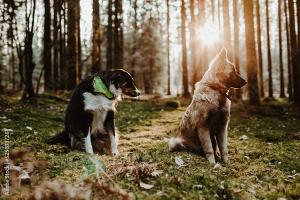 Obraz Berger belge Tervuren