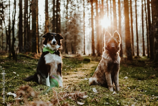 Obraz Berger belge Tervuren
