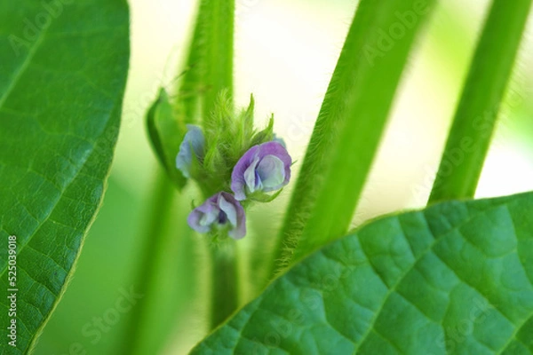 Fototapeta 黒豆（丹波黒）の花　アップ　マクロ　8月中旬