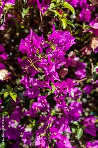 Obraz Drillingsblume