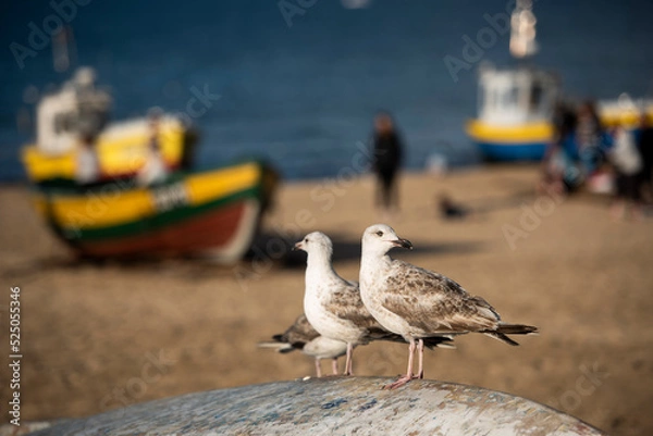 Fototapeta Mewy i plaża w Sopocie, nad morzem bałtyckim