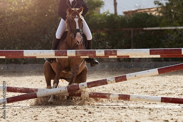 Fototapeta The brown horse is refusing to jump an obstacle, over a jump rider about to fall