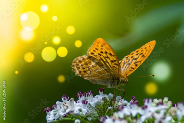 Obraz butterfly on flower