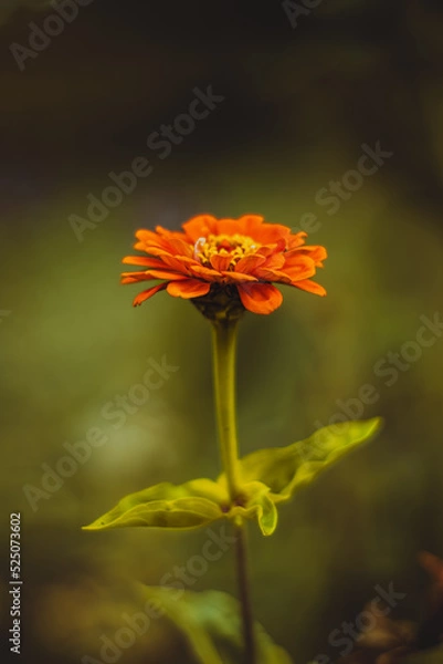 Obraz orange flower on black background