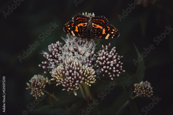 Obraz butterfly on flower