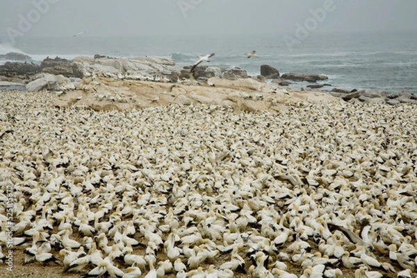 Fototapeta The Lambert's Bay Bird Island, West Coast of South Africa is home to a large colony of Cape Gannets. The Cape Gannet, Morus capensis.