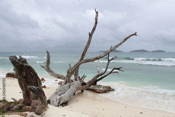 Fototapeta Nature Morte