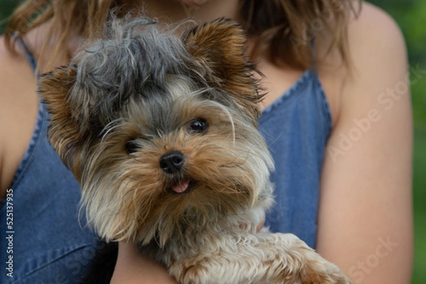 Obraz mini yorkshire terrier sits in the hands of the hostess, the girl holds a cute puppy, muzzle close-up, portrait of a dog ,mini yorkshire terrier, girl, puppy and his mistress, place for text