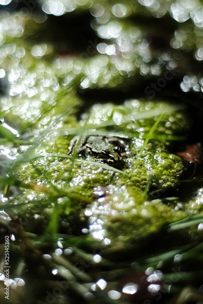 Obraz Frosch im Teich 