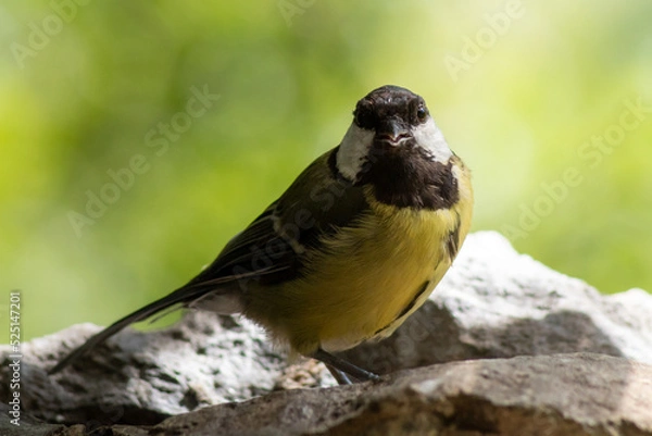Fototapeta A great tit posed looking at the camera in the twilight.