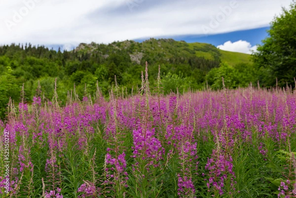 Fototapeta flowers of Fireweed, Chamaenerion angostifolium on a sunny summer day. Fireweed (Chamaenerion angostifolium) blooms en masse in the Carpathian Mountains.