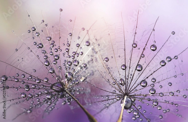 Obraz Dmuchawce i krople wody