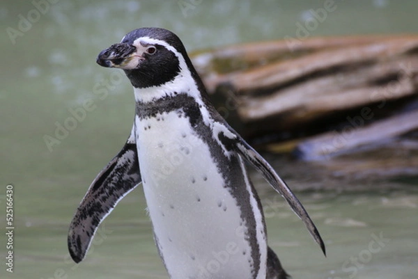 Fototapeta Humboldt-Pinguin (Spheniscus humboldti)